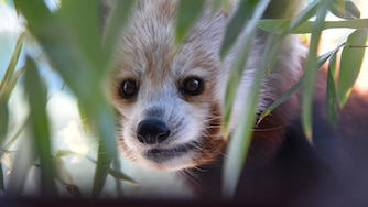 A new exhibit at the Maryland Zoo features two new red pandas — an 11-month-old who has yet to be named, and a 7-year-old named Aurora, seen here.