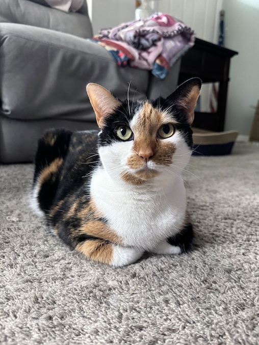 Catley Rutschman, the cat of Brooke Harden.