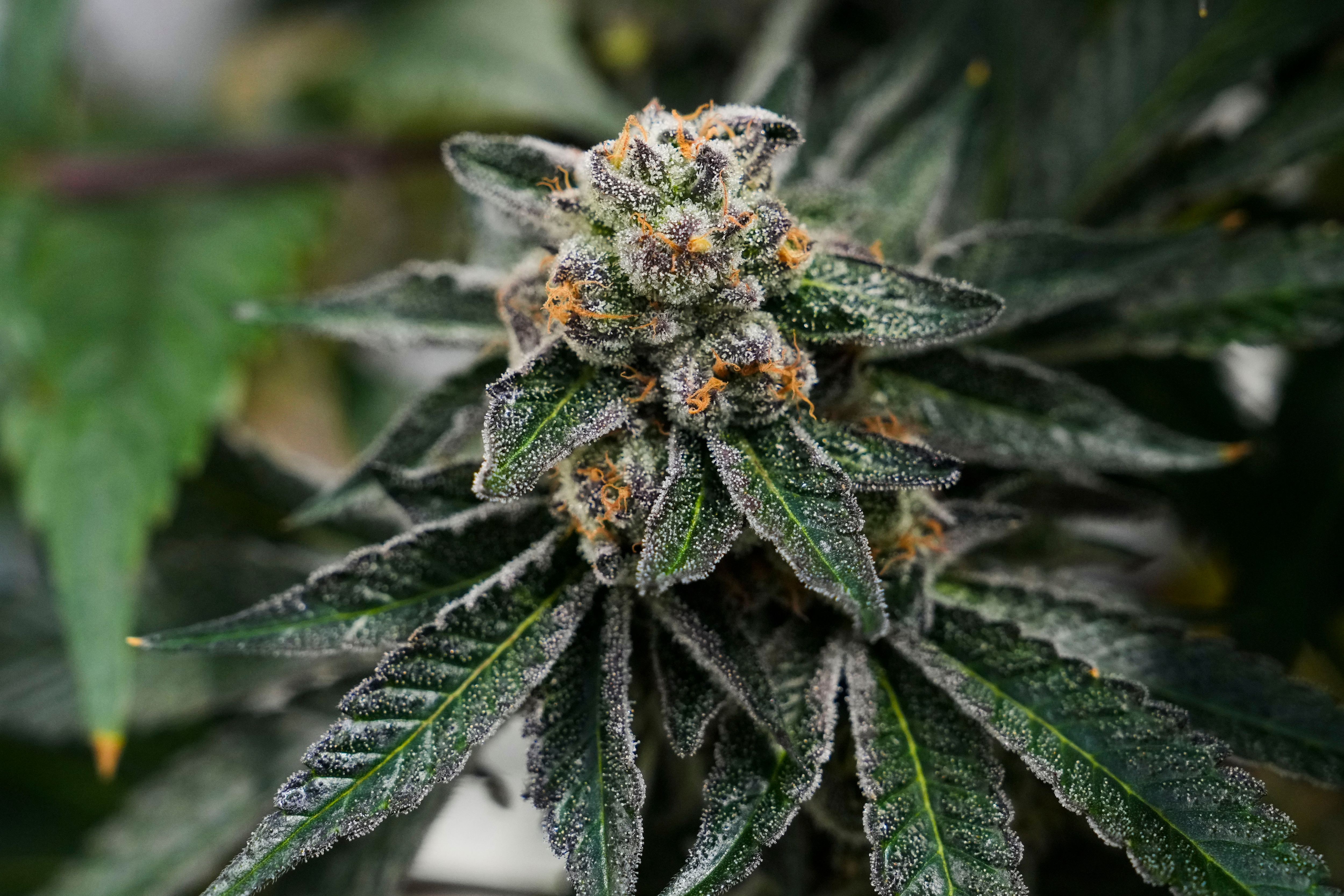 Cannabis plants growing at the SunMed farm.