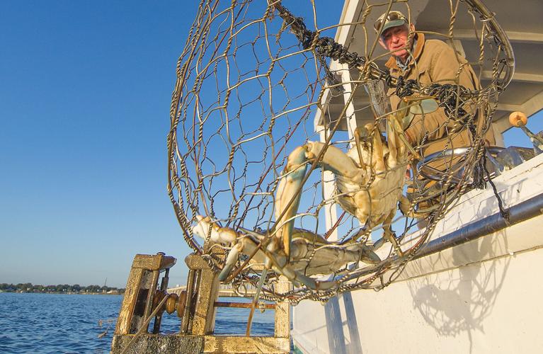 A blue crab is netted on Maryland's Choptank River.