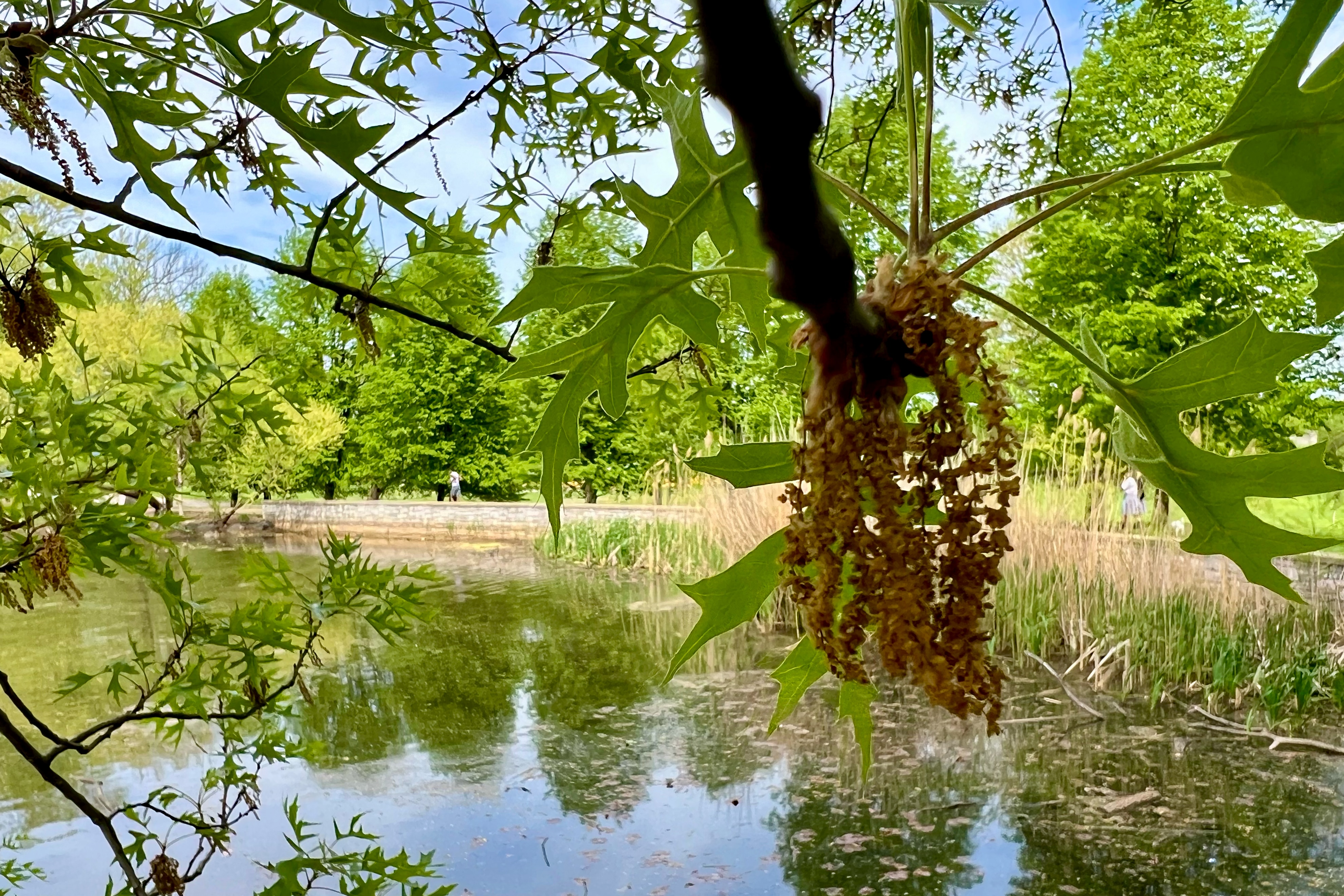 Oak tassels filled with pollen hang over the boat pond at Patterson Park in Baltimore on Tuesday, April 22, 2025.