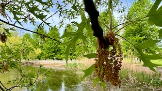 Oak tassels filled with pollen hang over the boat pond at Patterson Park in Baltimore on Tuesday, April 22, 2025.