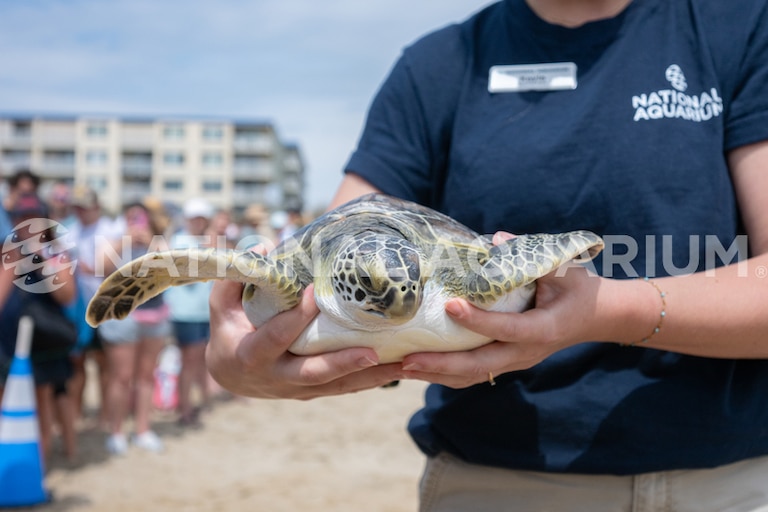 Staffers with the National Aquarium in Baltimore released nine sea turtles that were rescued and rehabilitated into the waters off Ocean City on Thursday.