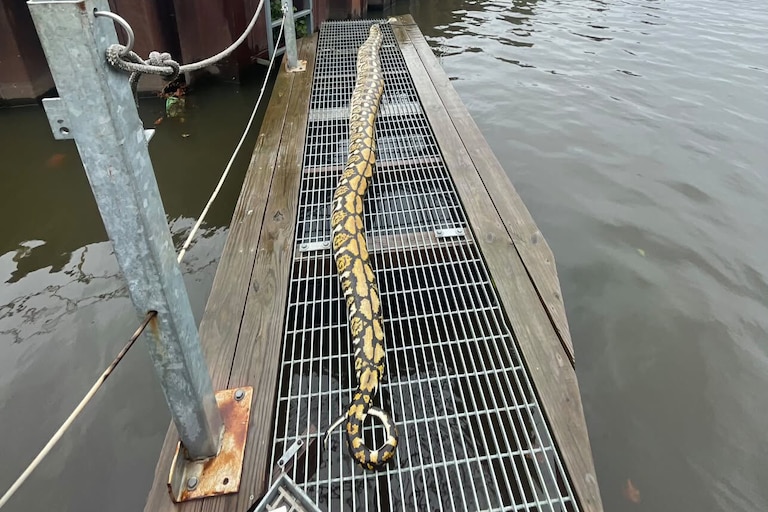 Cyril Appleby-Kellett, the operations director of Clearwater Mills, found a 14-foot python snake on the company’s trash wheels in the Gwynn Falls River on Tuesday, Sept. 22.