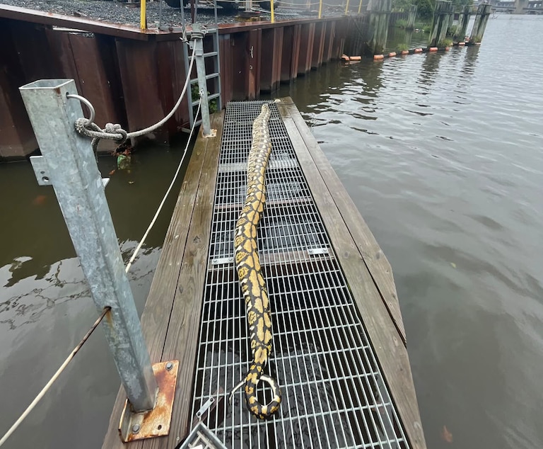 Cyril Appleby-Kellett, the operations director of Clearwater Mills, found a 14-foot python snake on the company’s trash wheels in the Gwynn Falls River on Tuesday, Sept. 22.