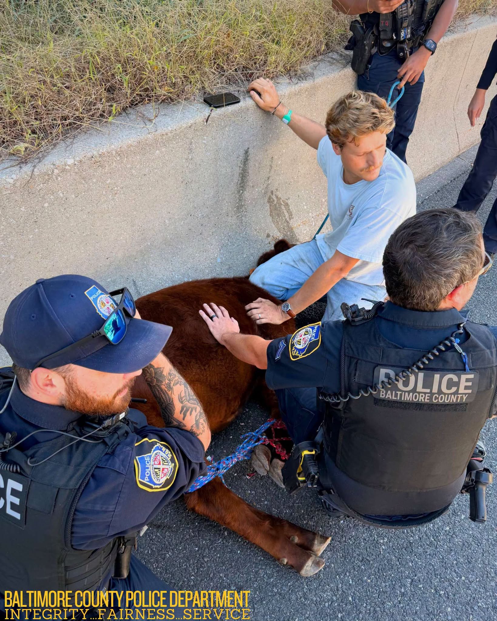 Baltimore County Police officers helped corral a cow that got loose in the Pikesville area and on Interstate 695 on Wednesday, Oct. 21, 2026.