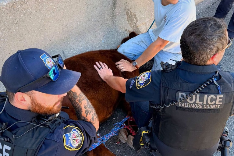 Baltimore County Police officers helped corral a cow that got loose in the Pikesville area and on Interstate 695 on Wednesday, Oct. 21, 2026.