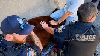 Baltimore County Police officers helped corral a cow that got loose in the Pikesville area and on Interstate 695 on Wednesday, Oct. 21, 2026.