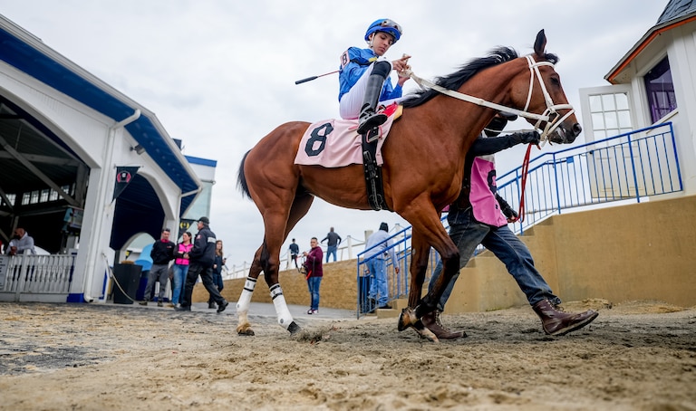 Axel heads to the track from the paddock at Laurel Park.