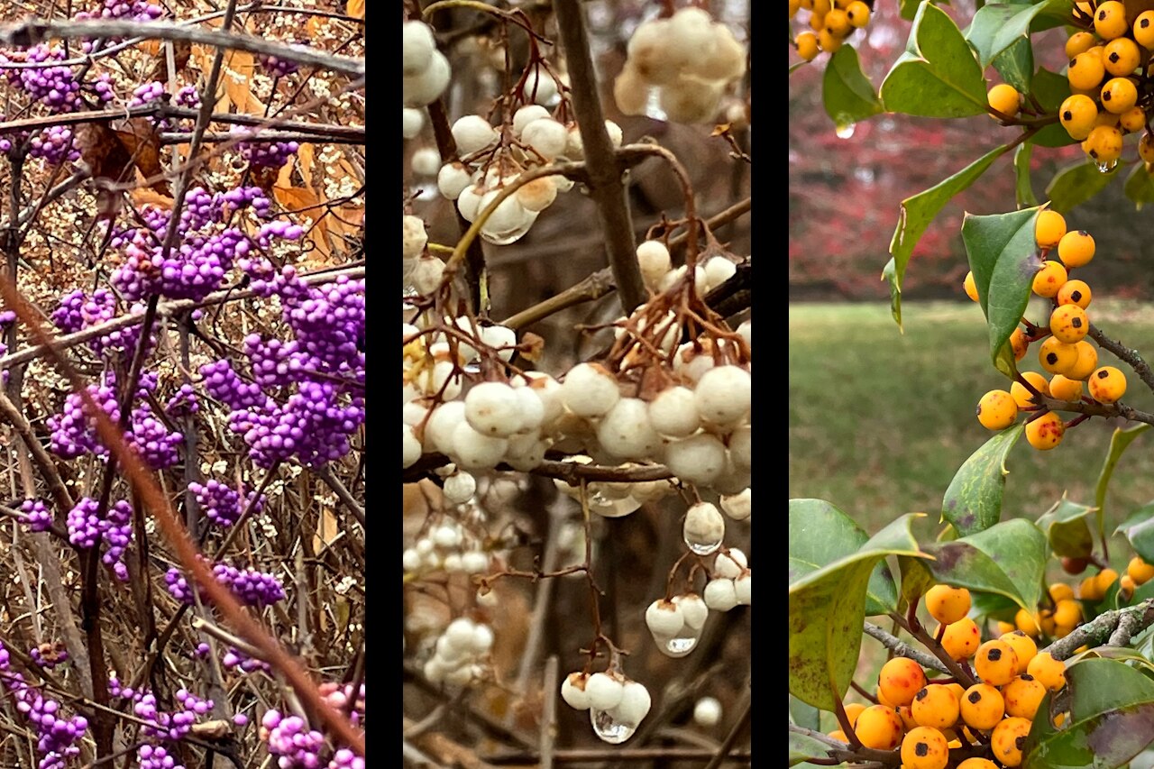 On the left is an American Beautyberry bush; in the middle and on the right are a selection of winterberries, all seen at Cylburn Arboretum.