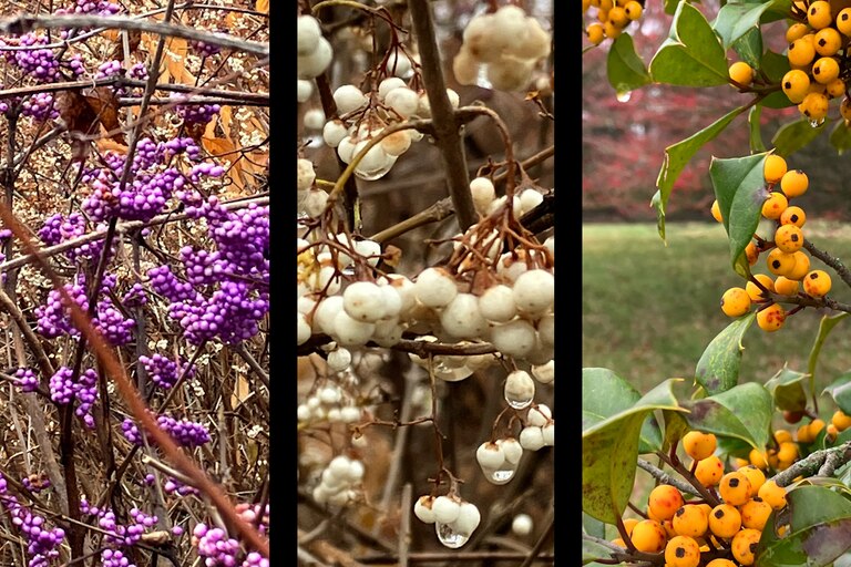 On the left is an American Beautyberry bush; in the middle and on the right are a selection of winterberries, all seen at Cylburn Arboretum.