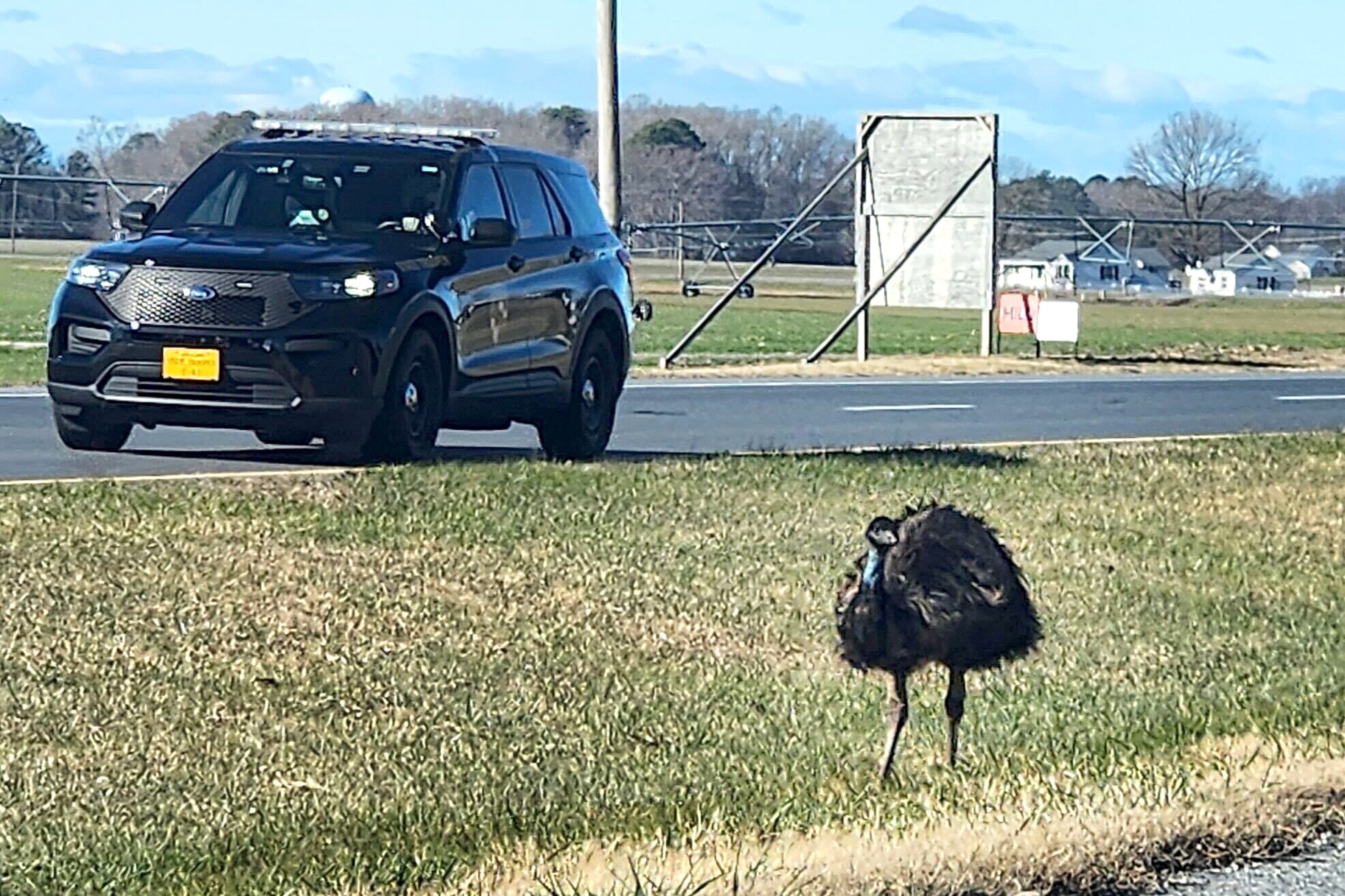 An emu loose on the Eastern Shore.