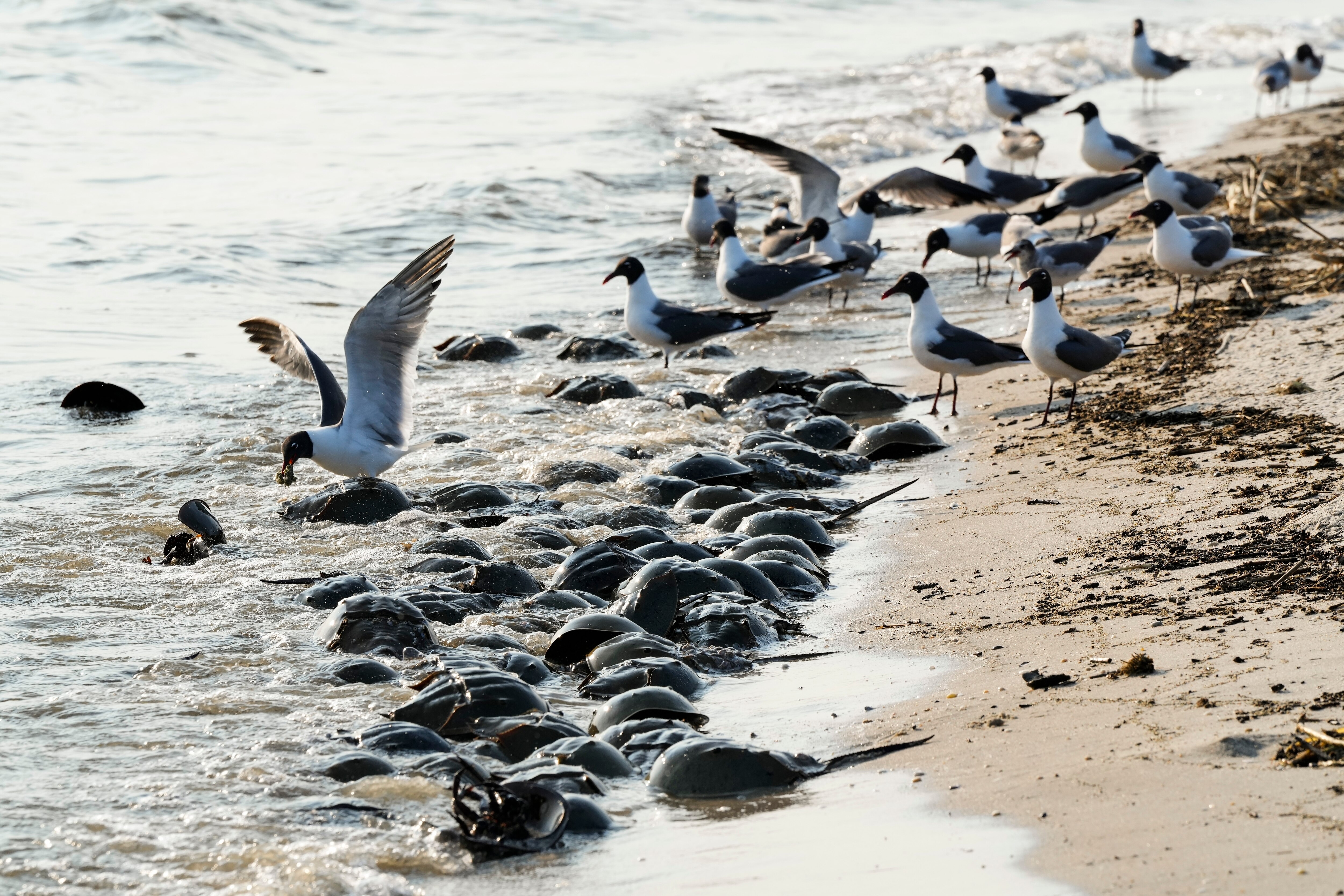 The nonprofit group says Maryland “shrouds in secrecy the process it uses” to determine when and how horseshoe crabs can be harvested.