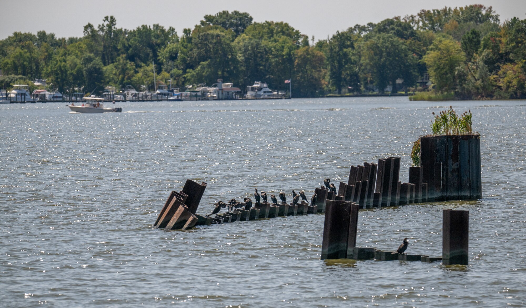 Cormorants rest on some bulkhead in Seneca Creek near the site of the former C.P. Crane power plant, a source of pollution in the Bowley's Quarters area for decades. Baltimore County is finalizing the purchase of the site for the creation of a new county park.