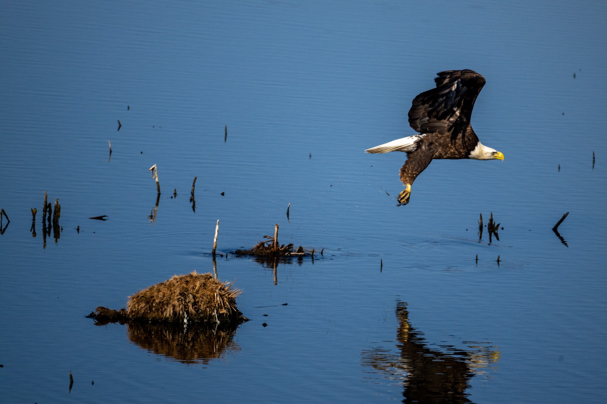 A Bald eagle flies over a shallow pond on Hart-Miller Island.