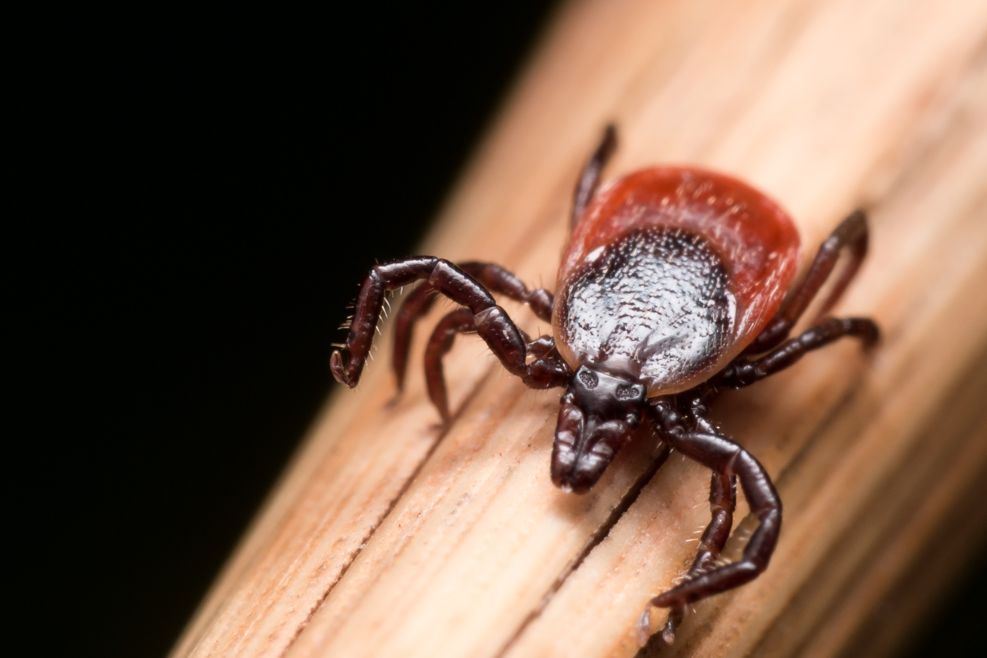 Close up photo of adult female deer tick crawling on piece of straw.