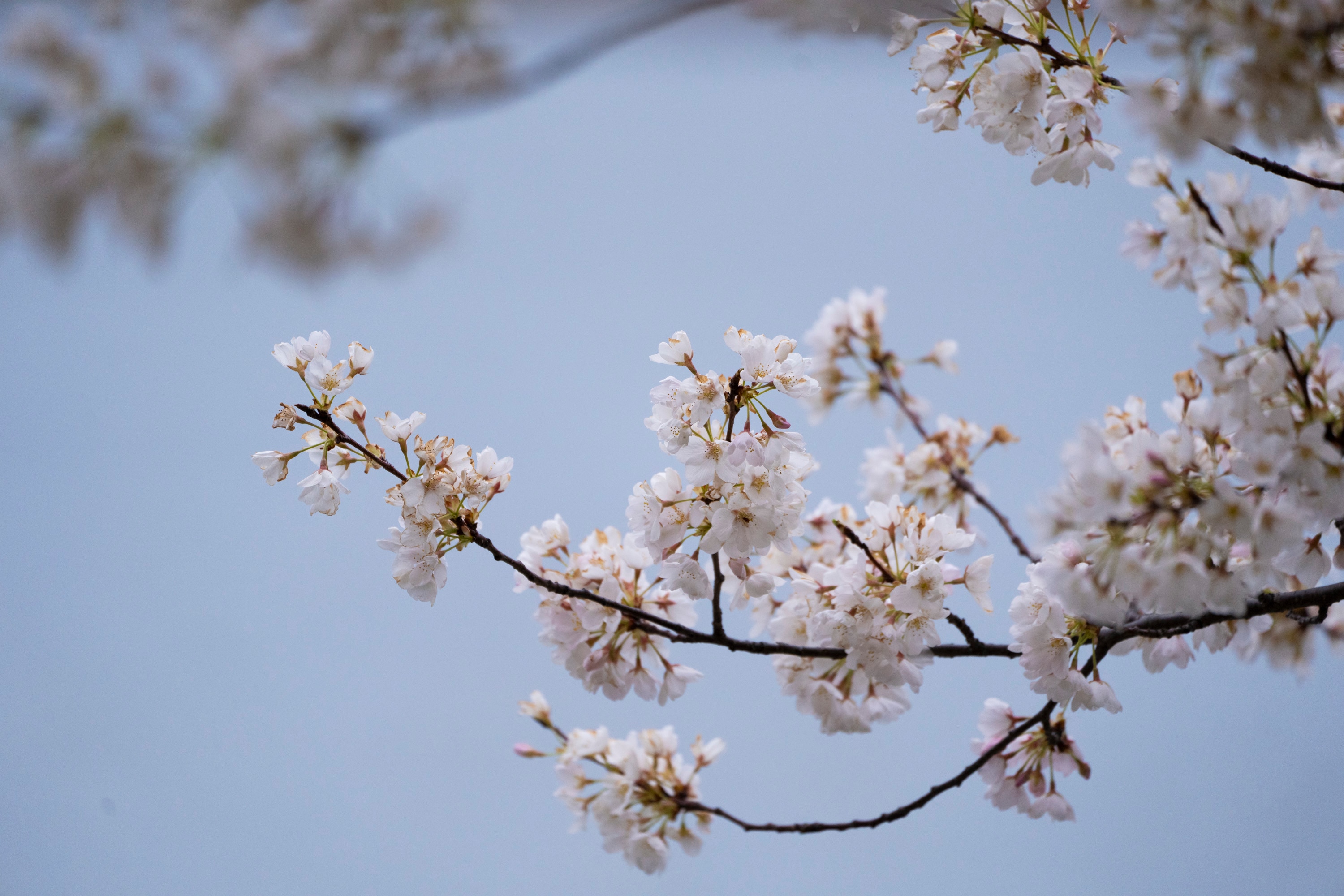 Cherry Blossoms in bloom at Fort McHenry on March 30, 2024.