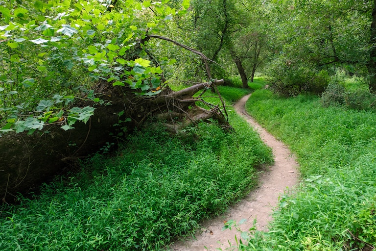 The Friends of the Patapsco Valley State Park will begin work this fall to add more trails, like the one pictured here, to the park's Woodstock area.