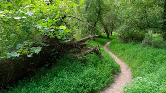 The Friends of the Patapsco Valley State Park will begin work this fall to add more trails, like the one pictured here, to the park's Woodstock area.