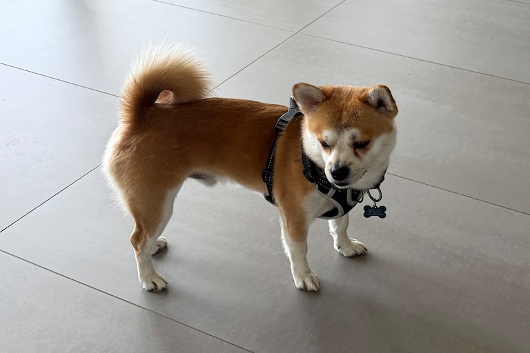 A West Baltimore family says their 3-year-old Shiba Inu was stolen from their front yard in broad daylight Tuesday.