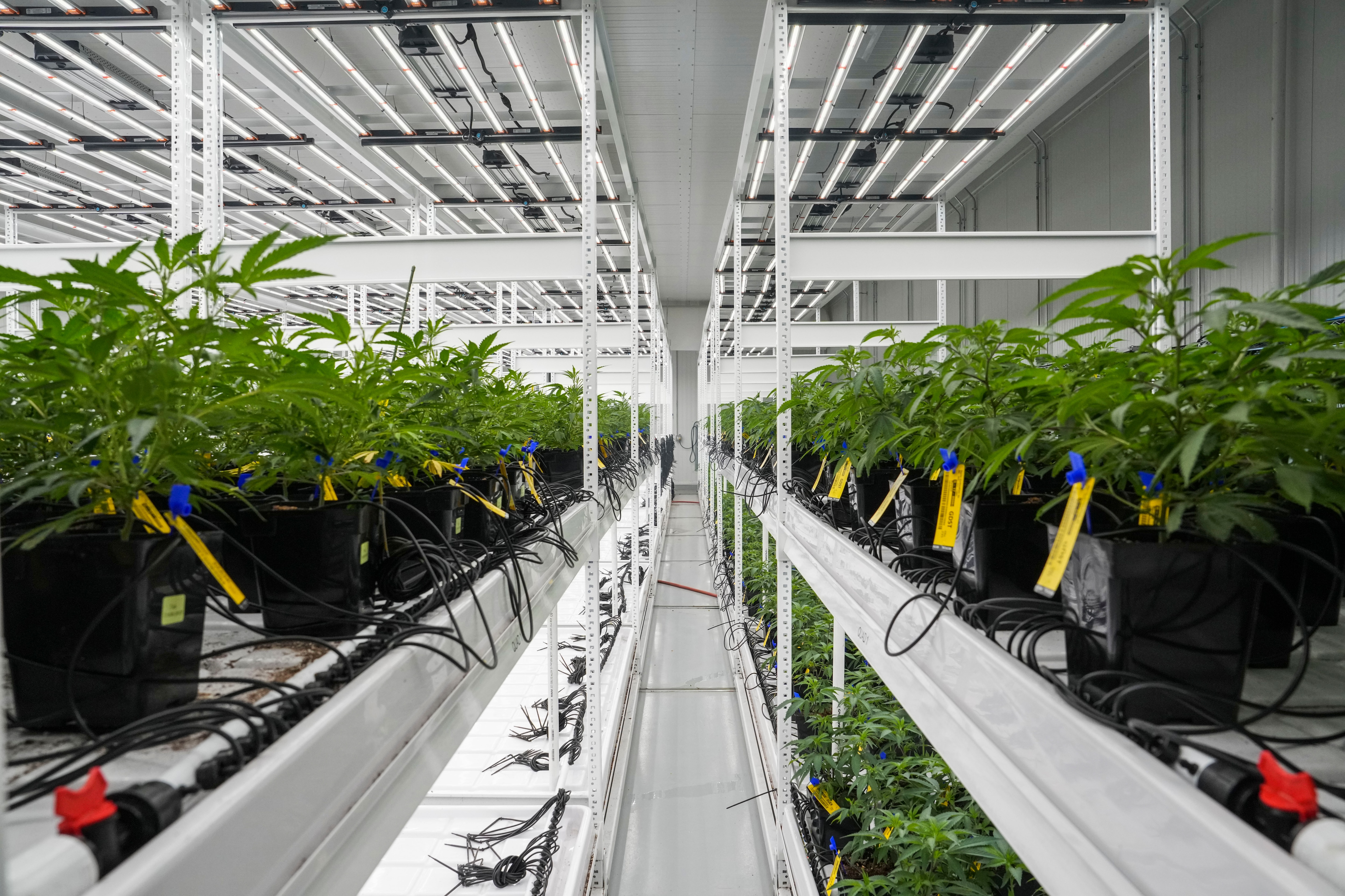 Behind the scenes at Curio Wellness