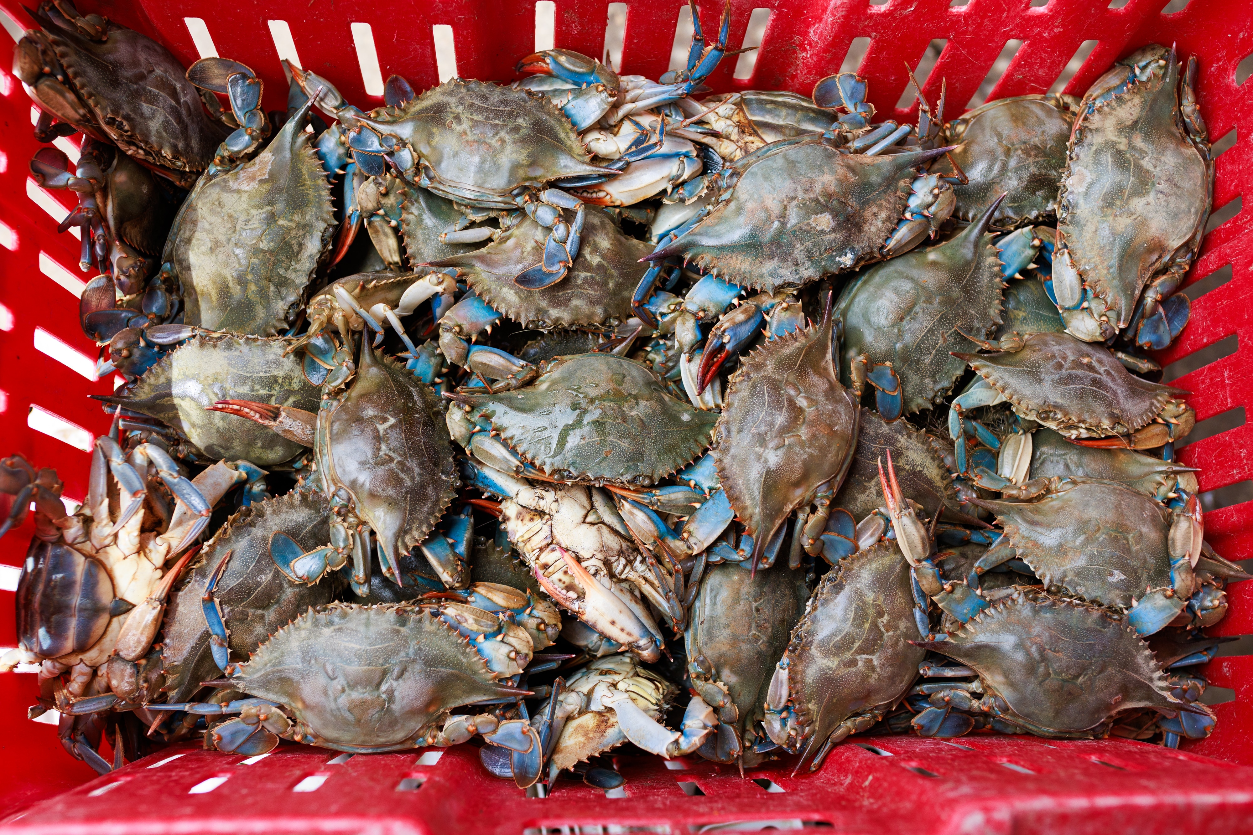 Recent surveys show the number of young blue crabs in the Chesapeake Bay has dropped roughly 50% since a recent peak in 2010.