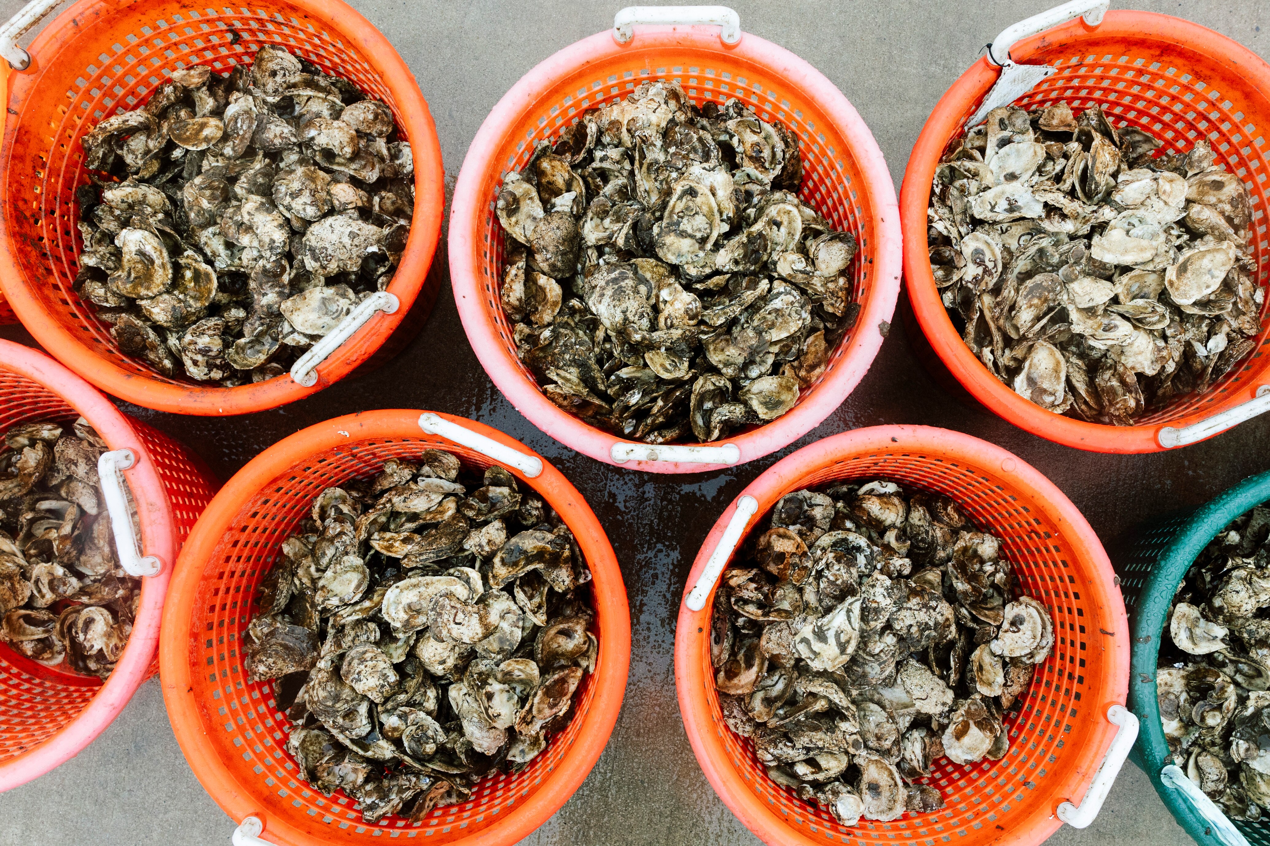 A collection of buckets full of spat- or baby oysters- sits on the edge of the Port Covington Marina during a volunteer event with the Chesapeake Bay Foundation on Friday, May 10, 2024 in Baltimore, MD. (Wesley Lapointe / for The Baltimore Banner)