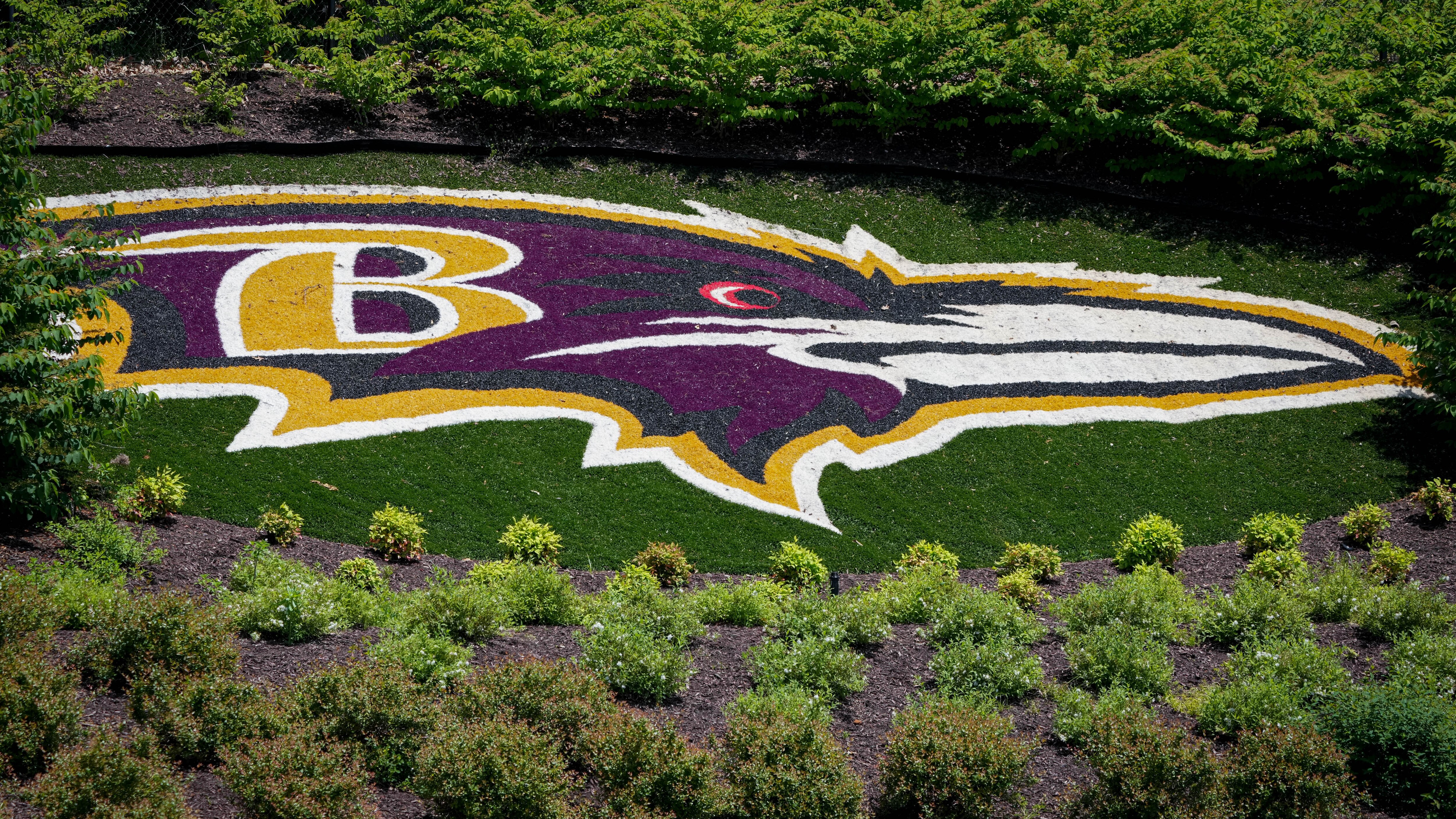 The Baltimore Ravens logo is seen painted in the grass at the Under Armour Performance Center in Owings Mills.