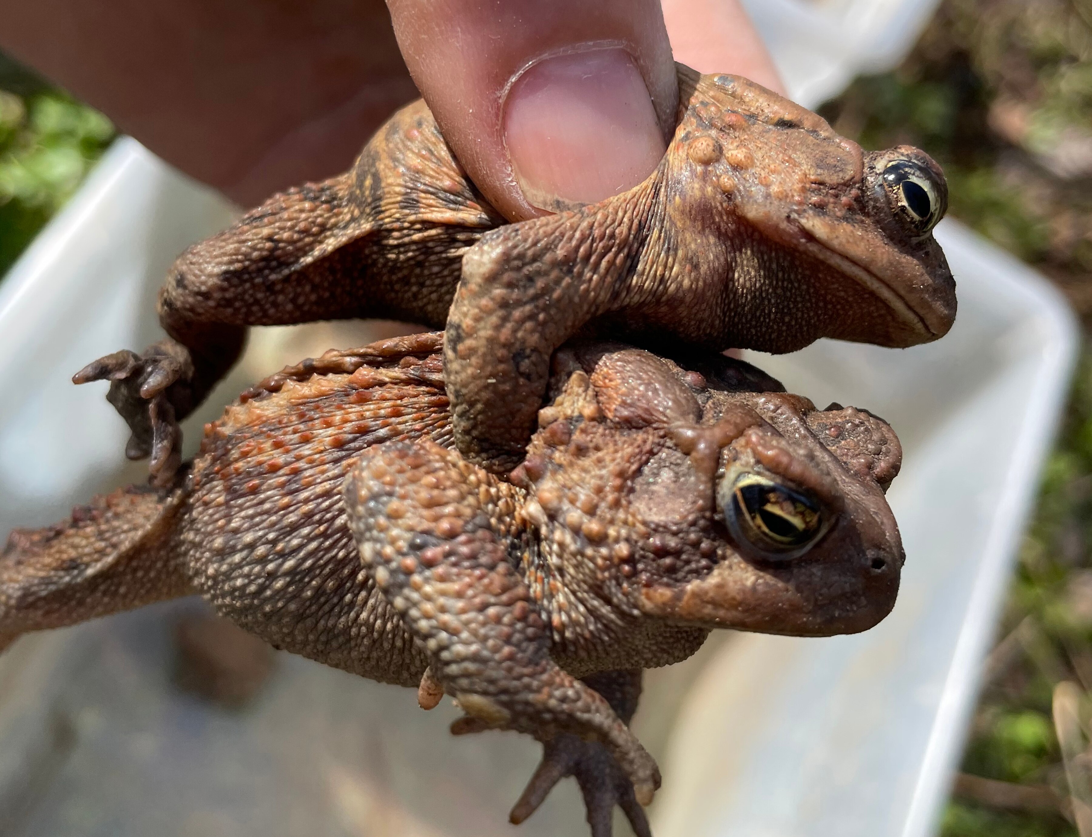 Toads don’t wait to reach their vernal pool spawning grounds to get busy. Lisa Lewenz often picks them up while they are mid-mate.
