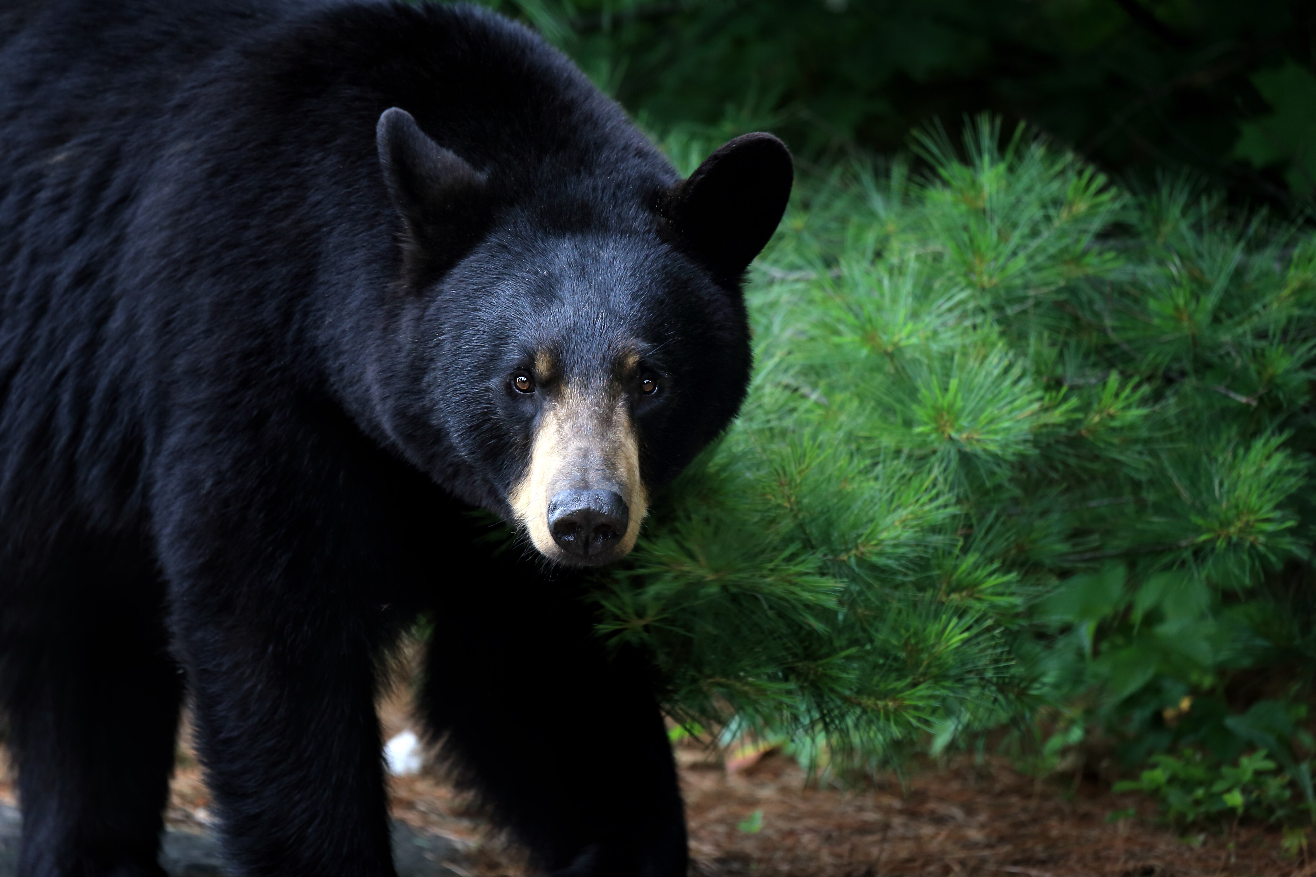 A female black bear walks through a forest.