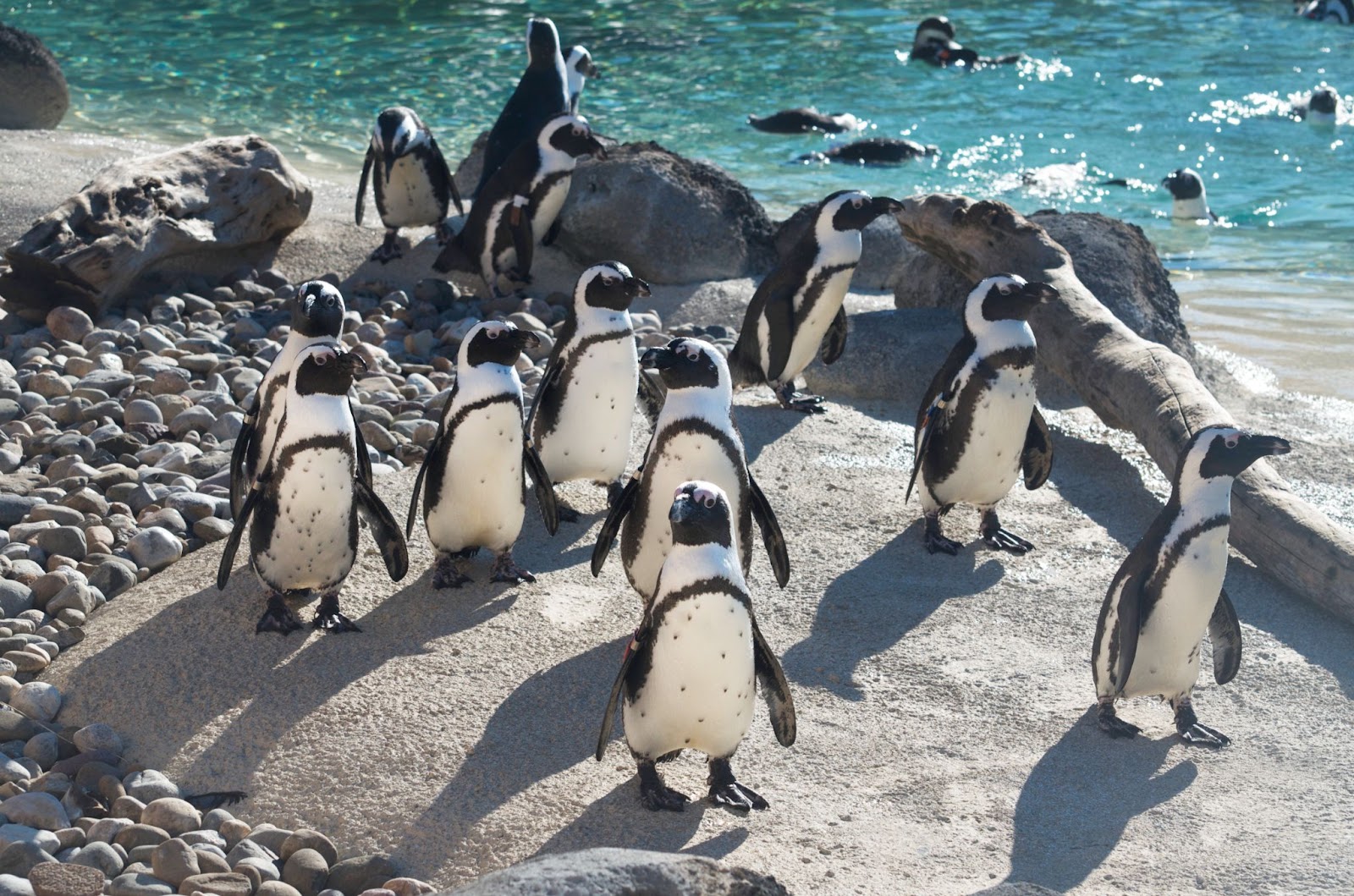 Penguin #821, aka Mr. Greedy, is at the left in this photo (with the most spots on his belly). Mr. Greedy was euthanized at the Maryland Zoo following an age-related decline in his health.