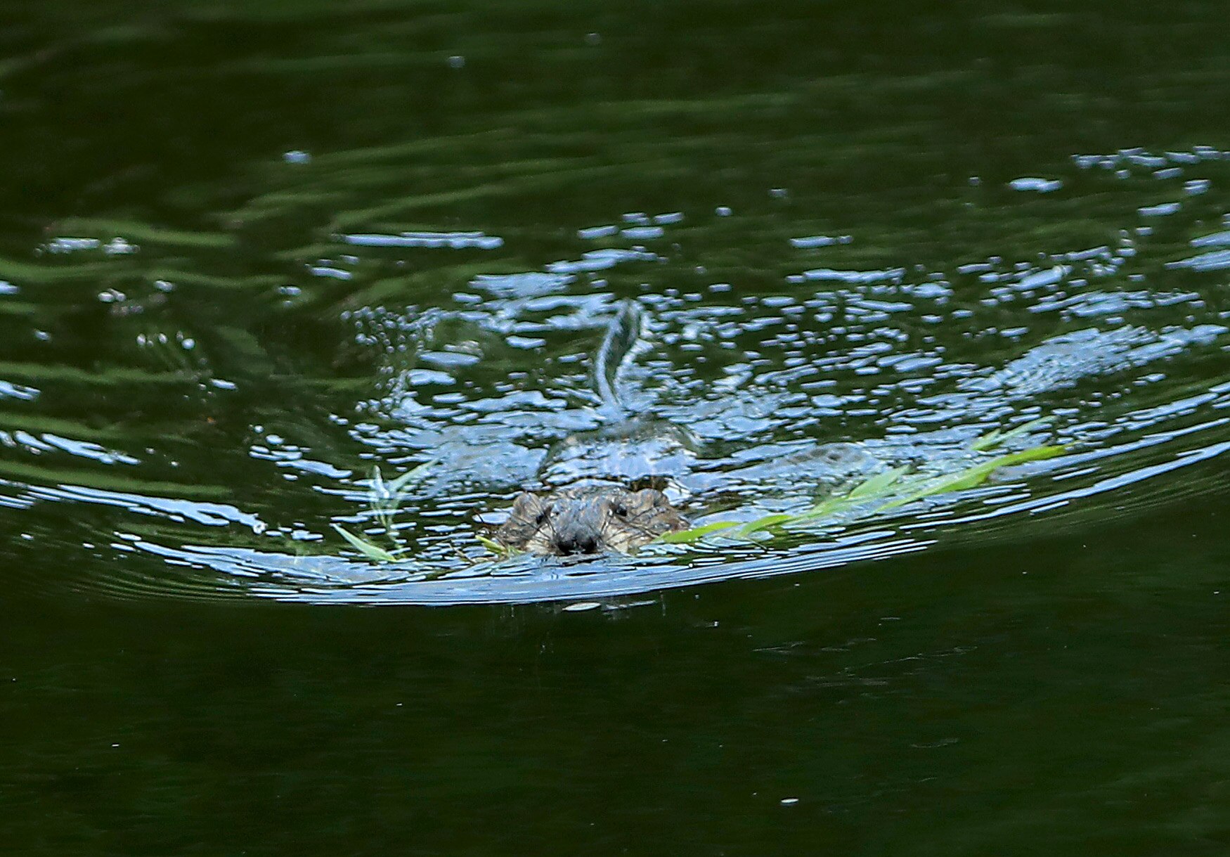 DUBLIN, OHIO - JUNE 02: A beaver as seen during the final round of The Memorial Tournament Presented By Nationwide at Muirfield Village Golf Club on June 02, 2019 in Dublin, Ohio. (Photo by Sam Greenwood/Getty Images)