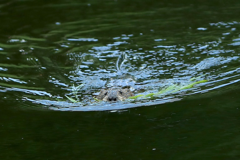 DUBLIN, OHIO - JUNE 02: A beaver as seen during the final round of The Memorial Tournament Presented By Nationwide at Muirfield Village Golf Club on June 02, 2019 in Dublin, Ohio. (Photo by Sam Greenwood/Getty Images)
