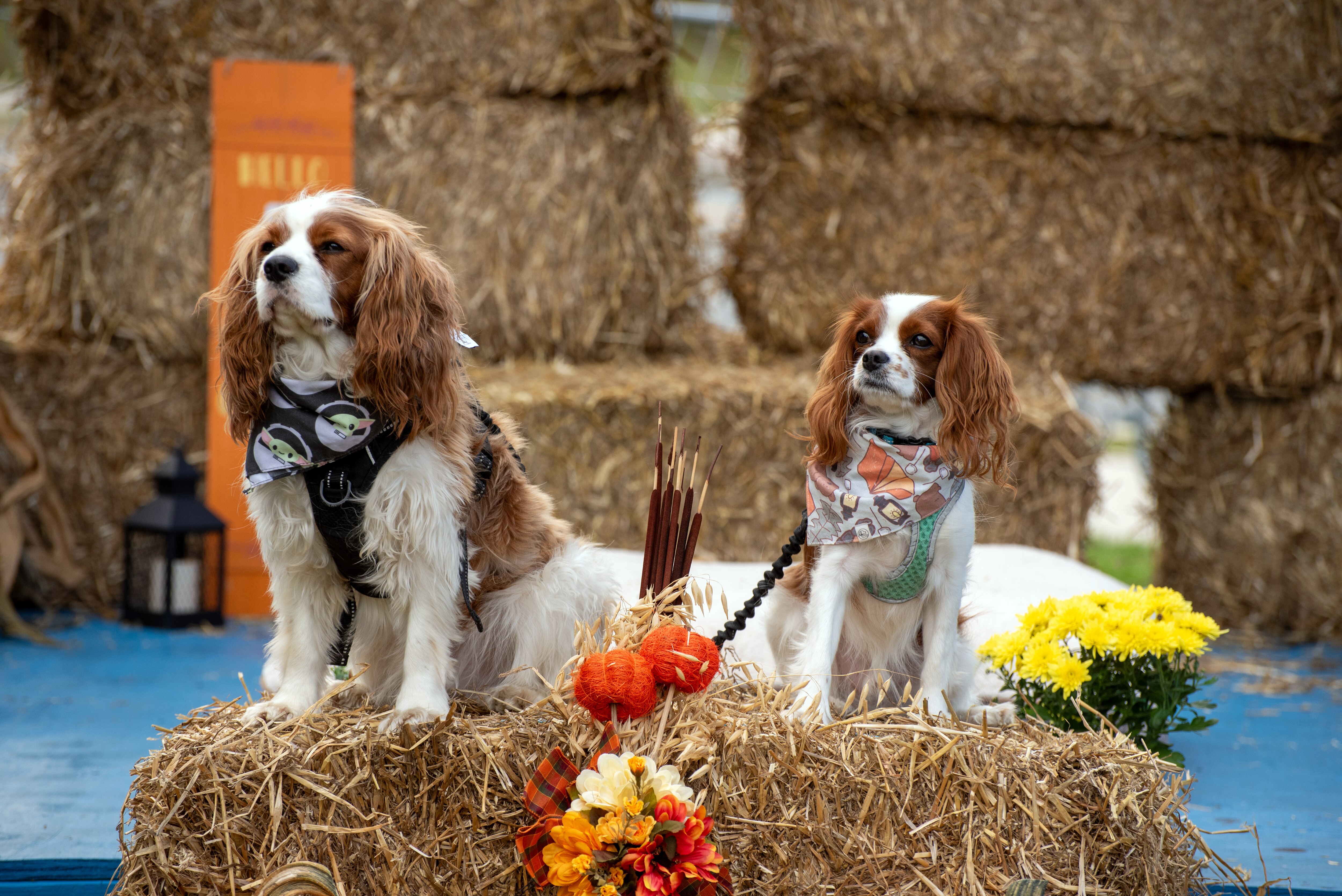 Dogs in the costume contest at 2024's Barks & Brews Fall Festival at Pop-Up Park in North Bethesda. This year's edition takes place Oct. 25.