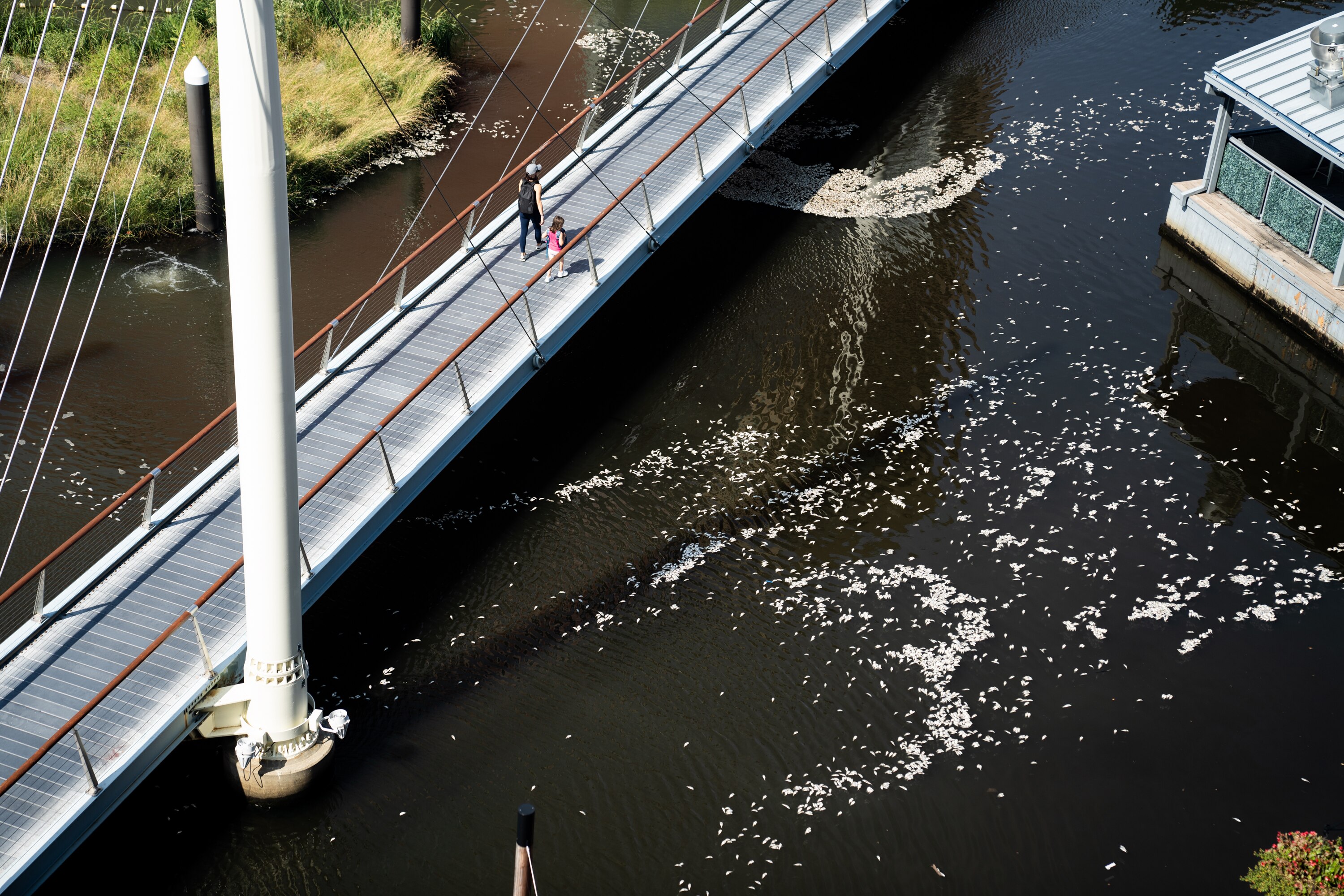 Thousands of dead menhaden float in Baltimore’s Inner Harbor on Tuesday.