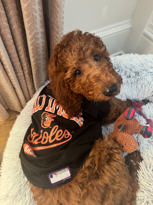 Adley the Dog of the Bramble family, wearing Orioles gear.
