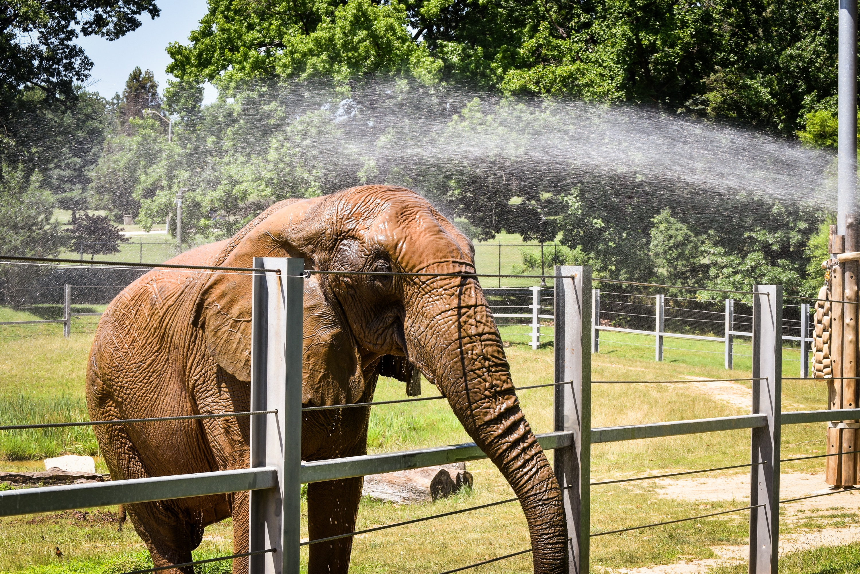 A large gray elephant, wet from hose water, is seen standing at a fence and getting sprayed with more water