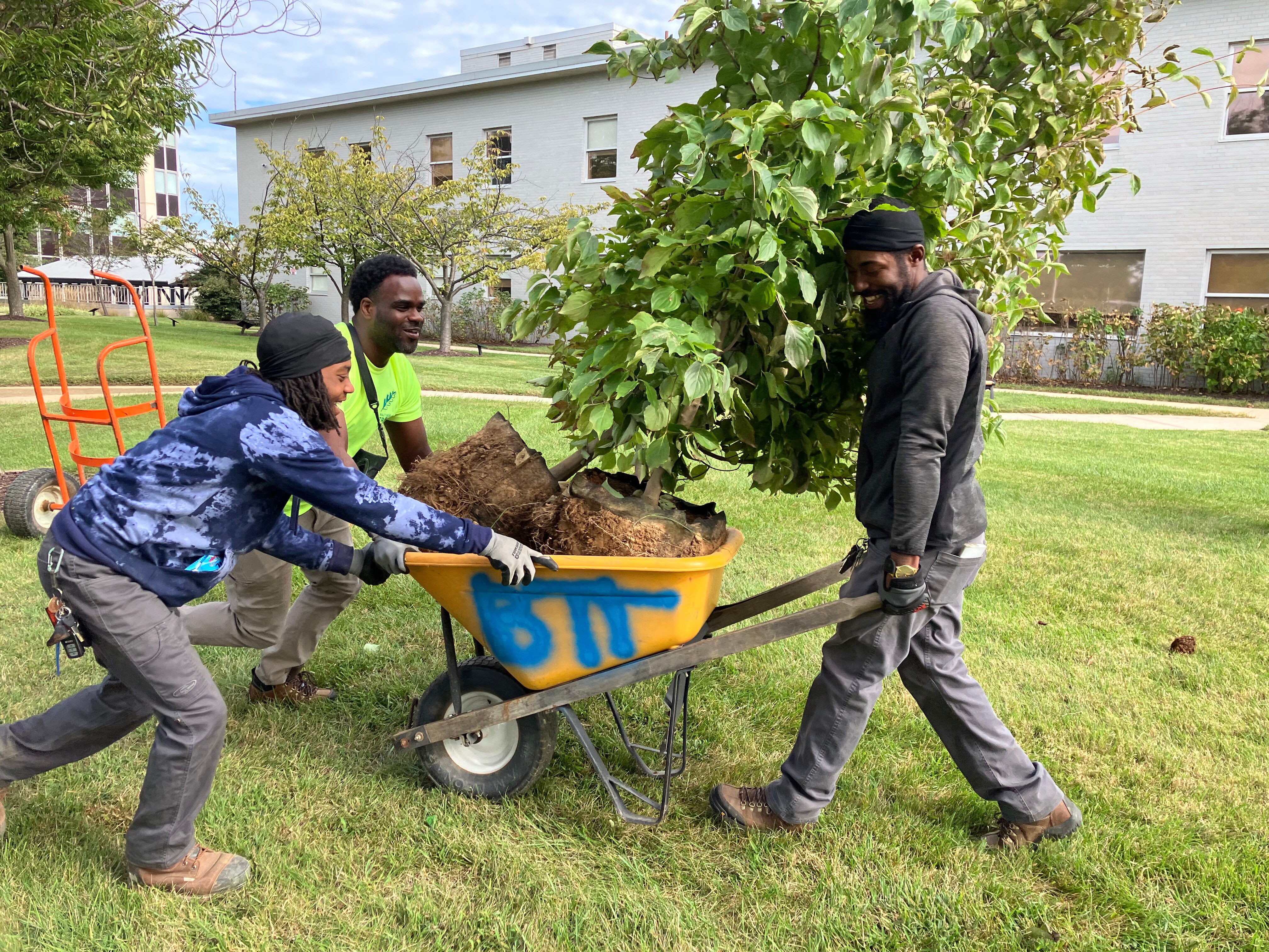 Baltimore Tree Trust staff wheel two 1.5 caliper saplings for a planting at Medstar Good Samaritan Hospital.