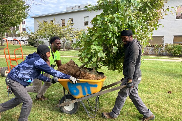 Baltimore Tree Trust staff wheel two 1.5 caliper saplings for a planting at Medstar Good Samaritan Hospital.