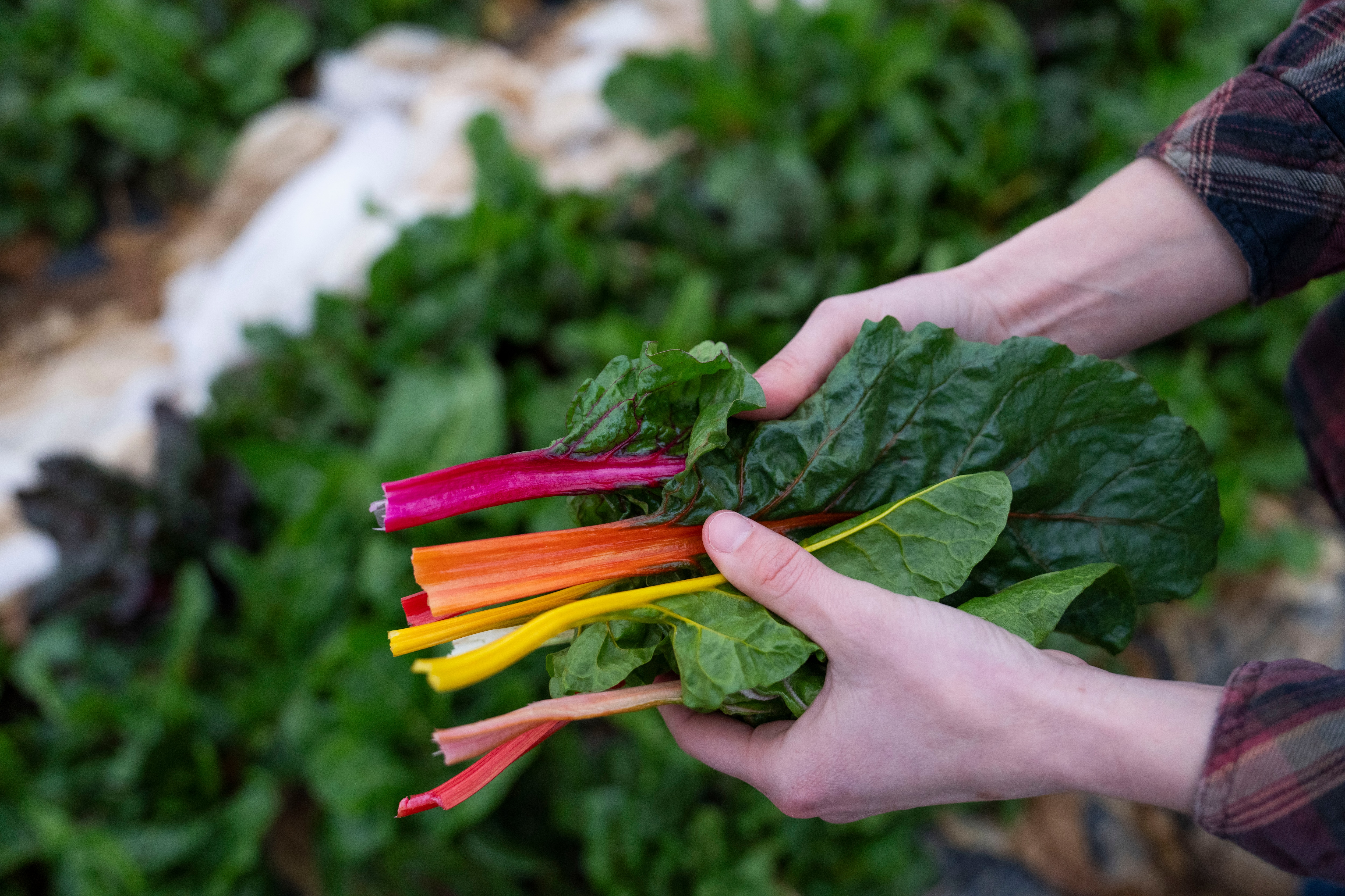 Emma Jagoz, owner of Moon Valley Farm, shows the growth of various vegtables that are halfway through the season, including rainbow swiss chard, on March 24, 2025. Moon Valley Farm in Woodsboro, MD, on Monday, March 24, 2025.