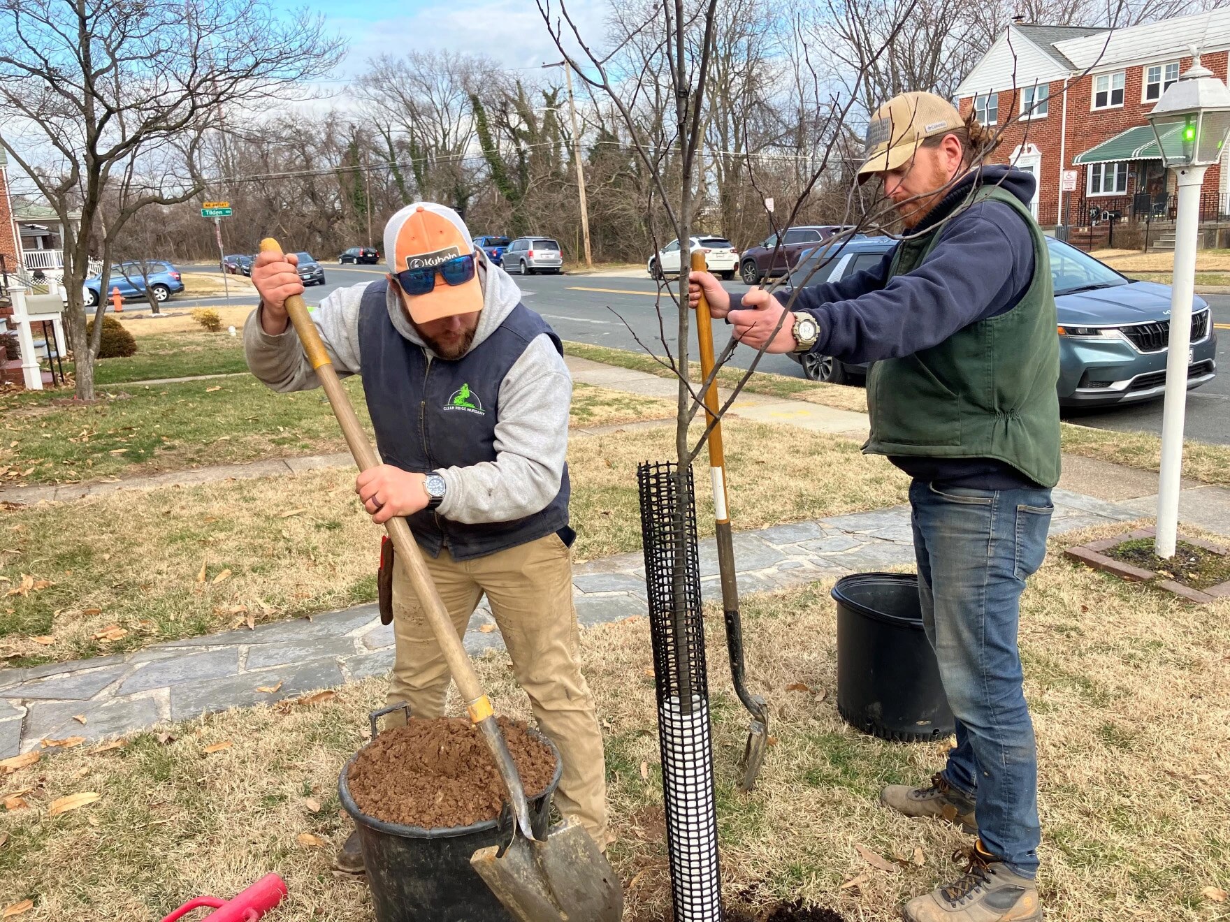 Graham Schuman and Matt Weight plant an Eastern Rebud tree in a front yard in Dundalk for Baltimore County.
