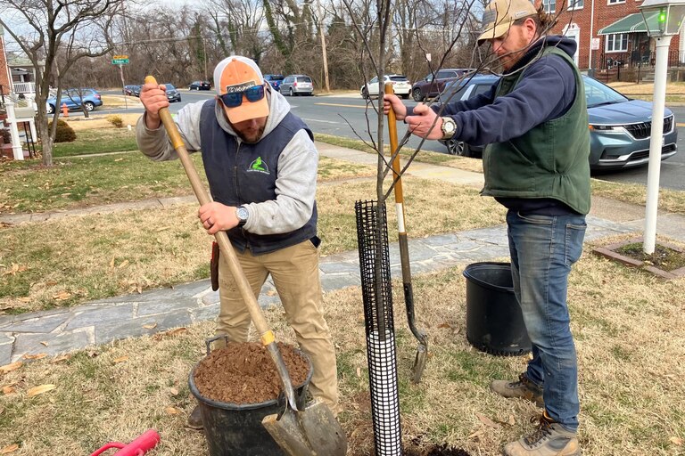 Graham Schuman and Matt Weight plant an Eastern Rebud tree in a front yard in Dundalk for Baltimore County.