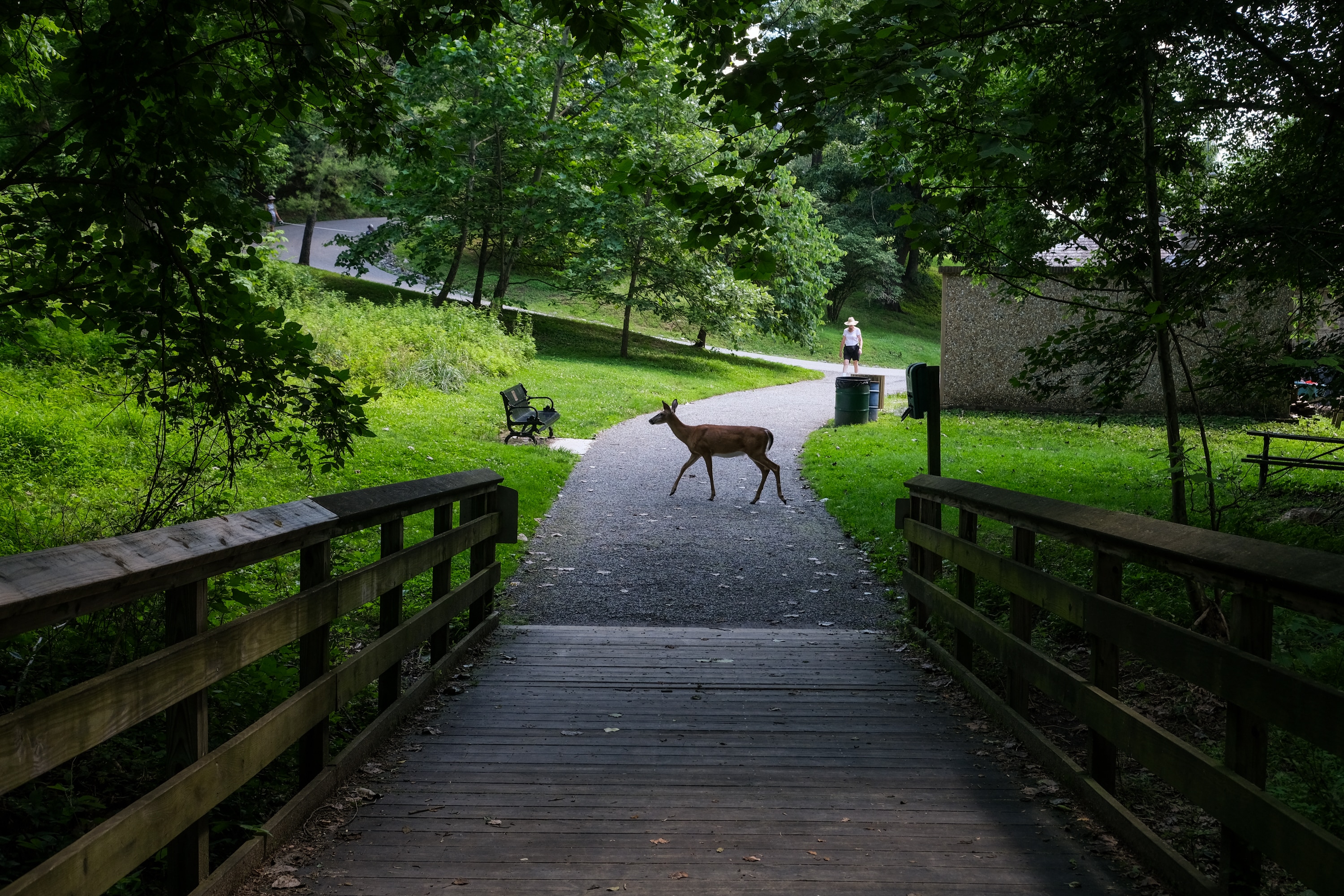 A deer wanders through Lake Roland Park in June.