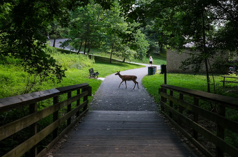 A deer wanders through Lake Roland Park in June.