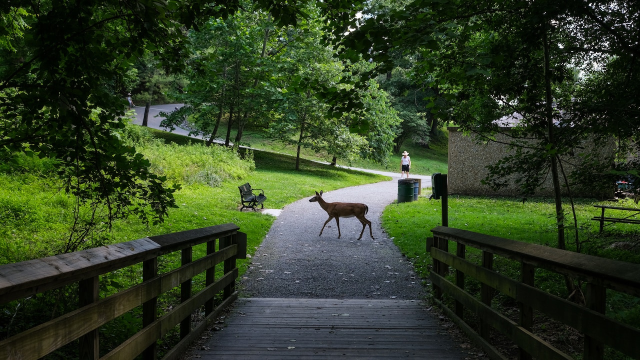 First culling season means 230 fewer deer in Baltimore parks - The ...