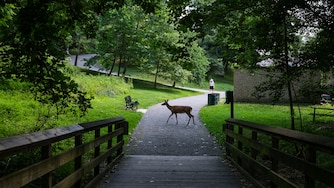 A deer wanders through Lake Roland Park in June.