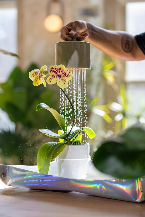 Give your orchids a lukewarm shower.