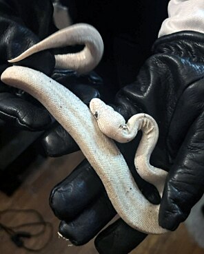 Prince George's County police arrested a 31-year-old man suspected of stealing more than 60 reptiles from pet stores in MD and VA.