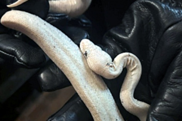 Prince George's County police arrested a 31-year-old man suspected of stealing more than 60 reptiles from pet stores in MD and VA.
