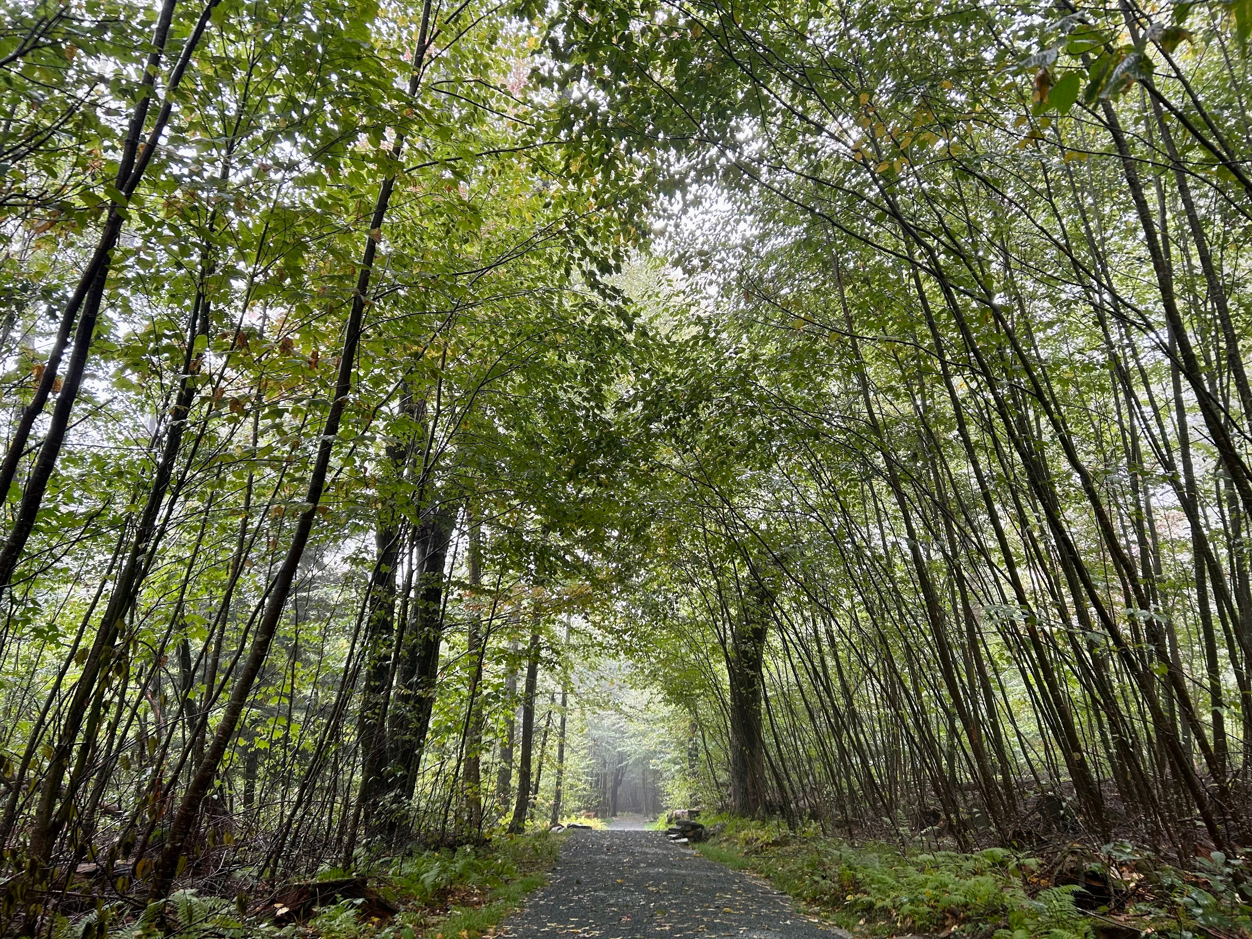 A canopy of trees surrounds the Limberlost Trail in Shenandoah National Park.